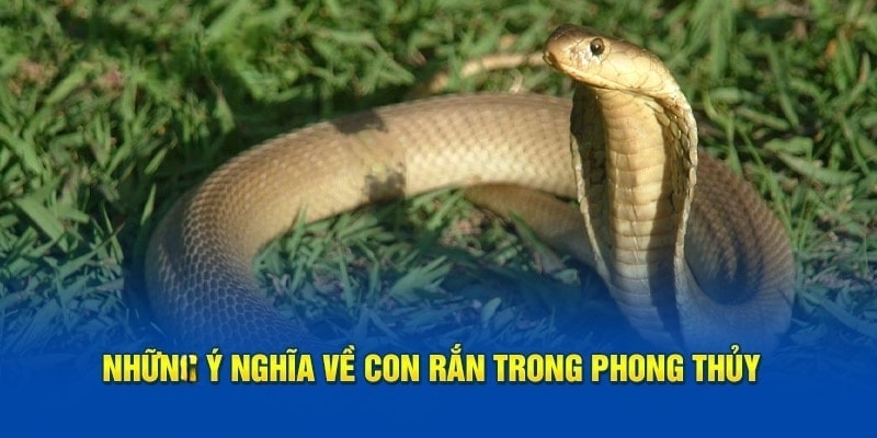 Những ý nghĩa về con rắn trong phong thủy